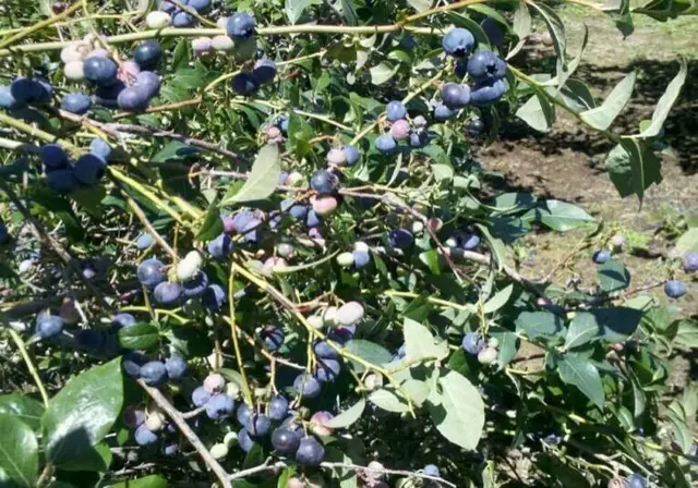 Ripe and ripening blueberries on the bush